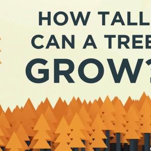 【TED-Ed】树可以长到多高 | How tall can a tree grow