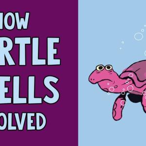 【TED-Ed】How turtle shells evolved | 龟壳是如何进化的
