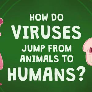 【TED-Ed】病毒是如何从动物传染到人类的 | How do viruses jump from animals to humans