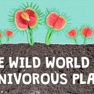 【TED-Ed】食肉植物的野性世界 | The wild world of carnivorous plants